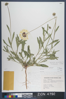 Herbarium Specimen Sheet 4792
