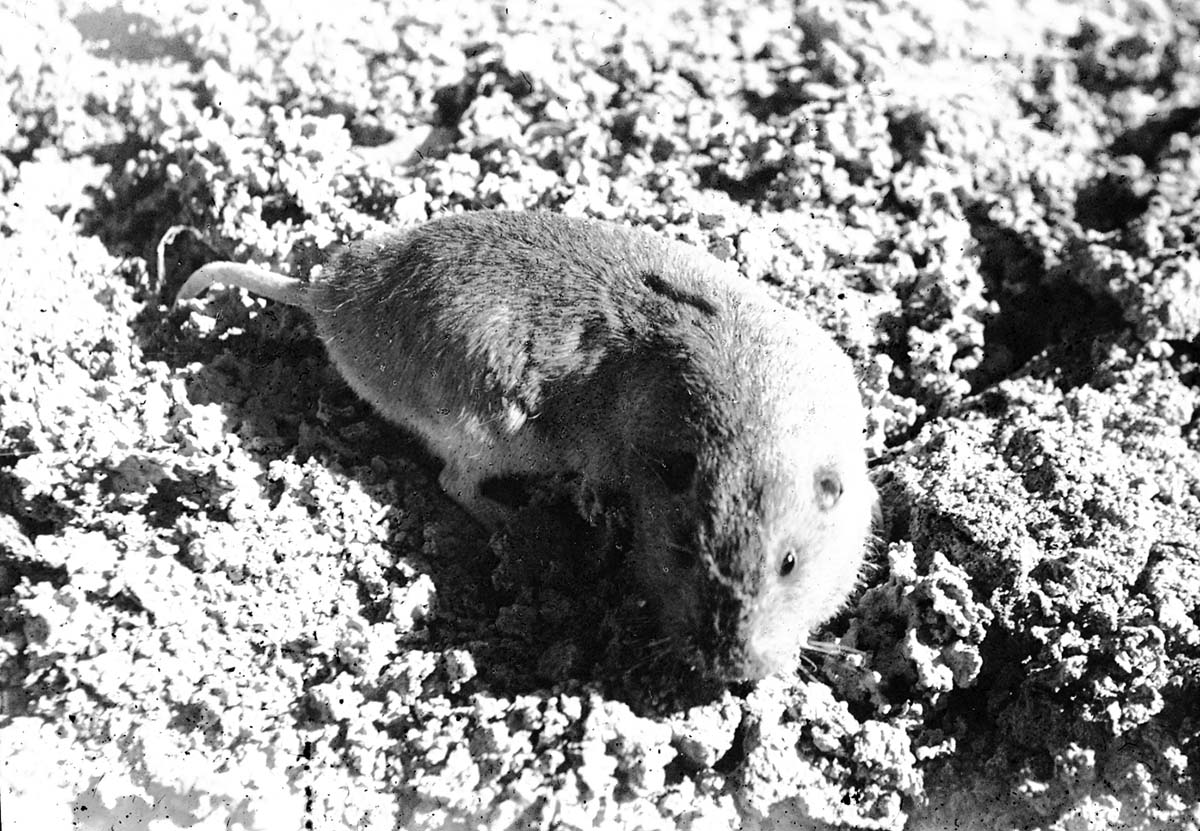 A pocket gopher. Exhibit #16.