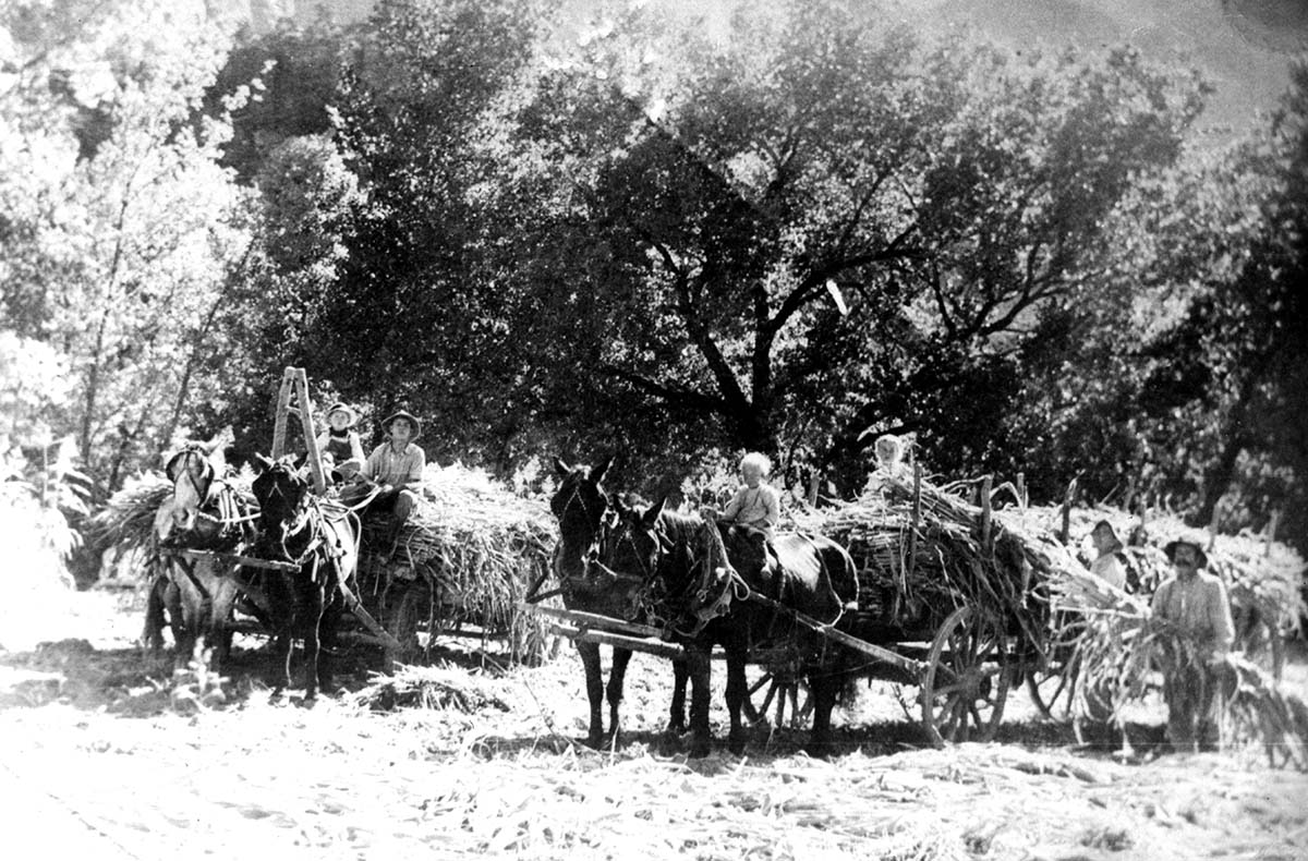 John R. Crawford and children with horse-drawn wagons harvesting sorghum in Zion Canyon, 1917.