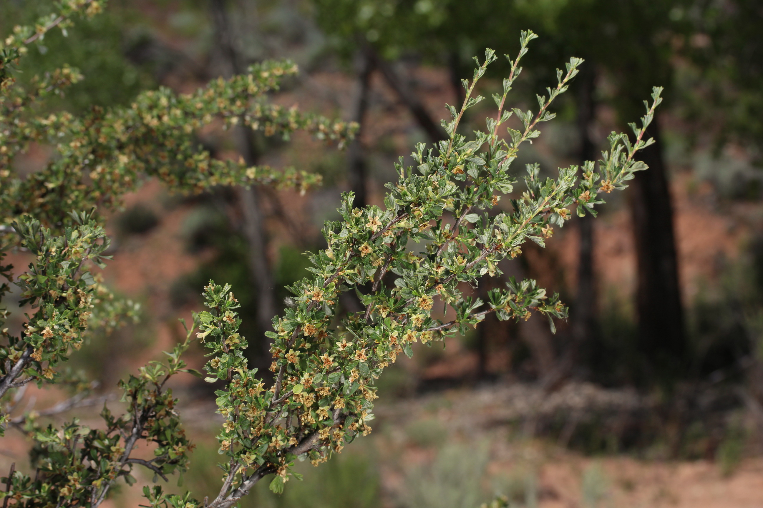 Purshia tridentata, Antelope bitterbrush