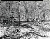 Limbs pruned or fallen from trees in Grotto Campground.