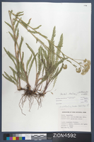 Herbarium Specimen Sheet 4592