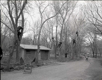 Eastern tree crew up in trees at South Campground.
