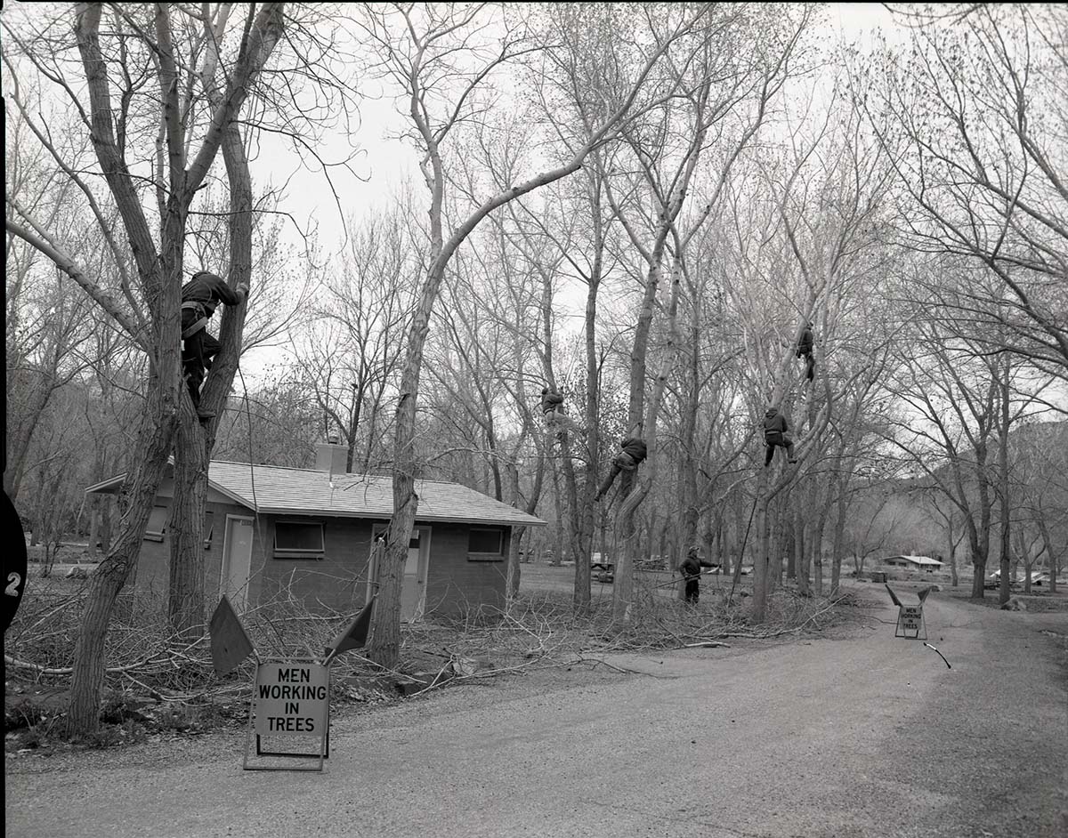 Eastern tree crew up in trees at South Campground.