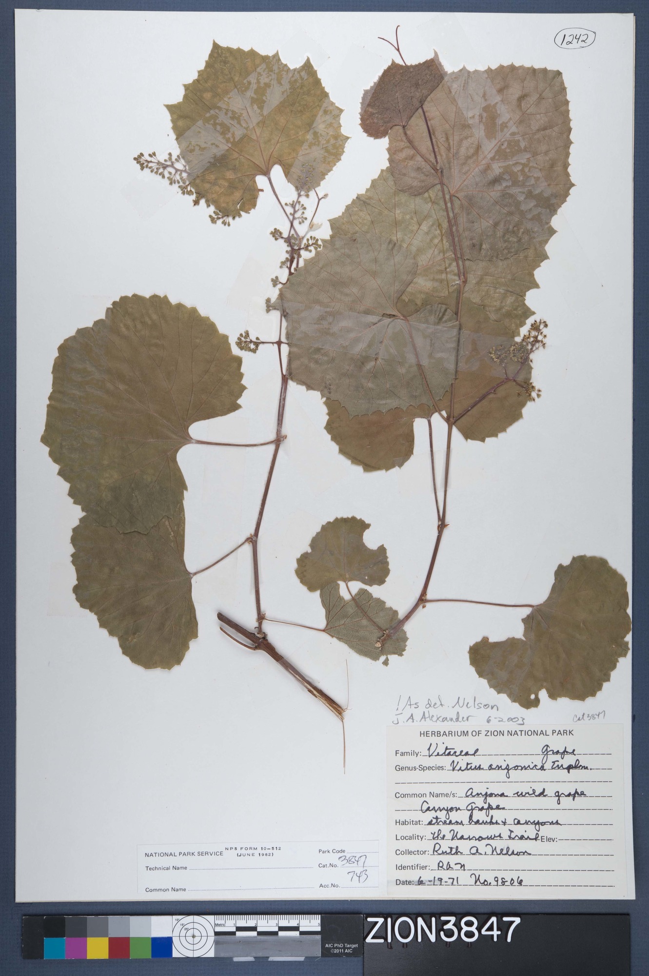 Herbarium Specimen Sheet 3847