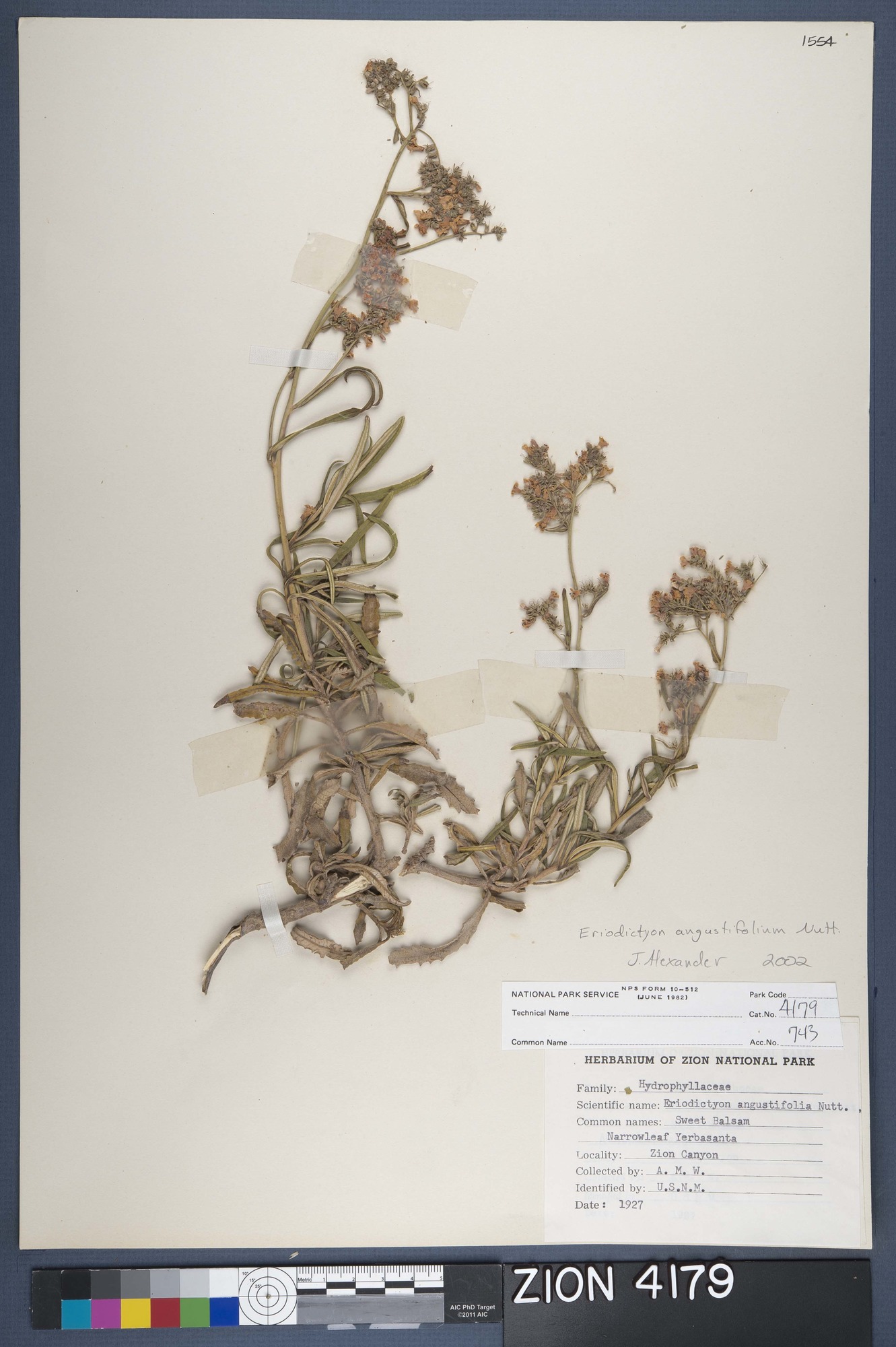 Herbarium Specimen Sheet 4179