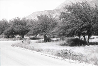 Tree-lined road in the Watchman Campground.