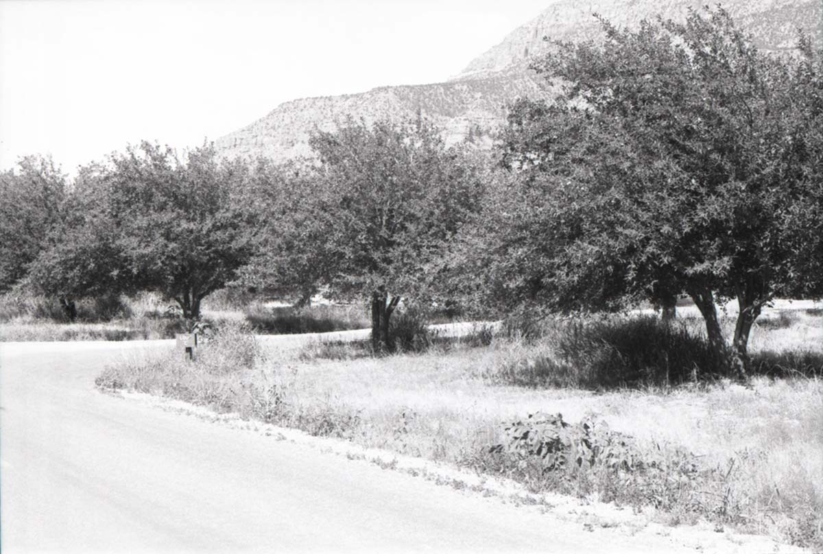 Tree-lined road in the Watchman Campground.