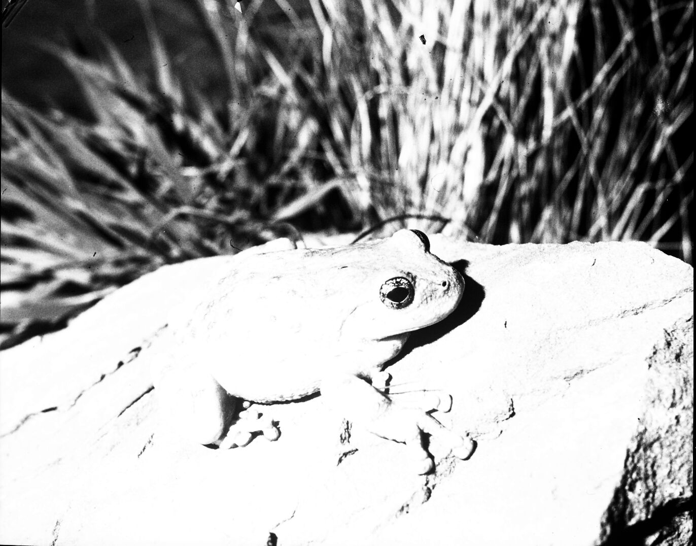 Canyon tree frog on a rock.