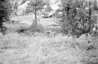BW photo of the 1937 grazing study 35MM.