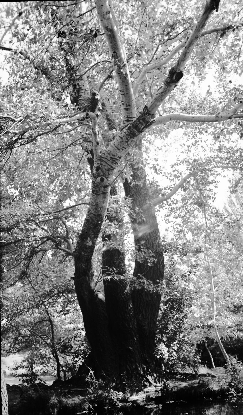 Western Horned Owl perched on branch of old aspen tree (sitting in upper third of tree) at Pipe Spring.