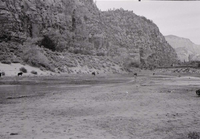 BW photo of the 1937 grazing study 35MM. Cows grazing in Hop Valley.