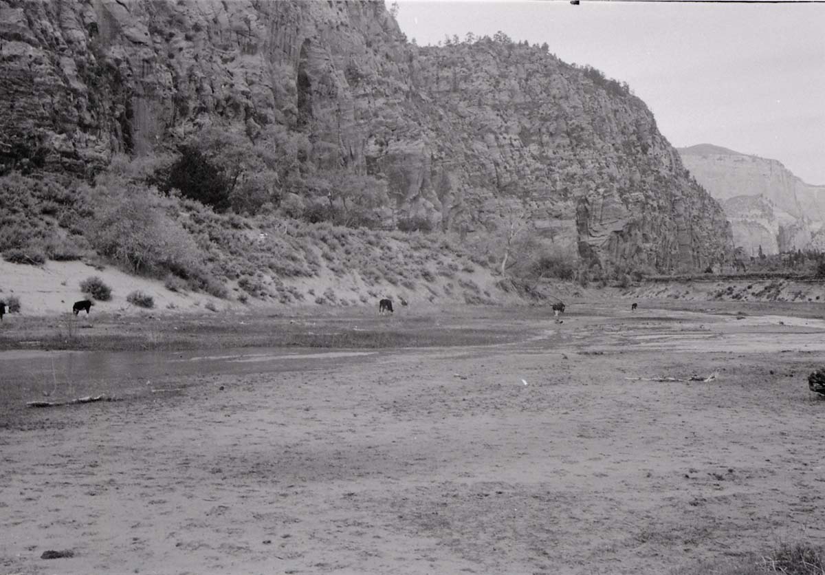 BW photo of the 1937 grazing study 35MM. Cows grazing in Hop Valley.