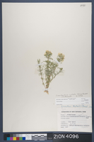 Herbarium Specimen Sheet 4096