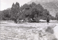 Tent set up in Watchman Campground under the shade of a tree.