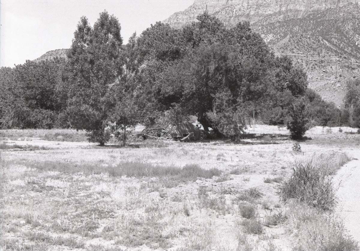 Tent set up in Watchman Campground under the shade of a tree.