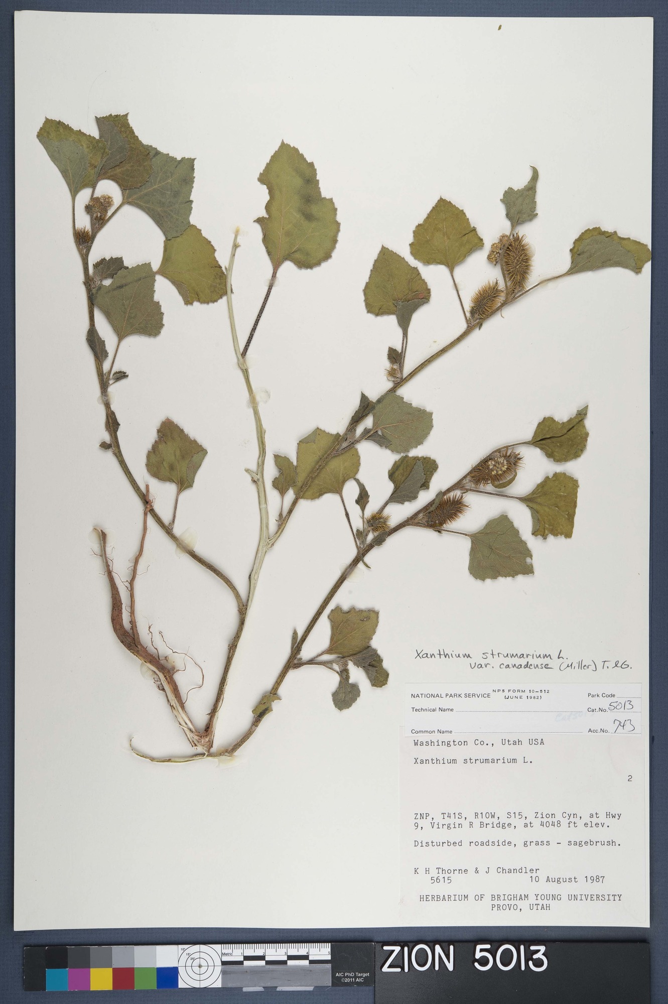 Herbarium Specimen Sheet 5013