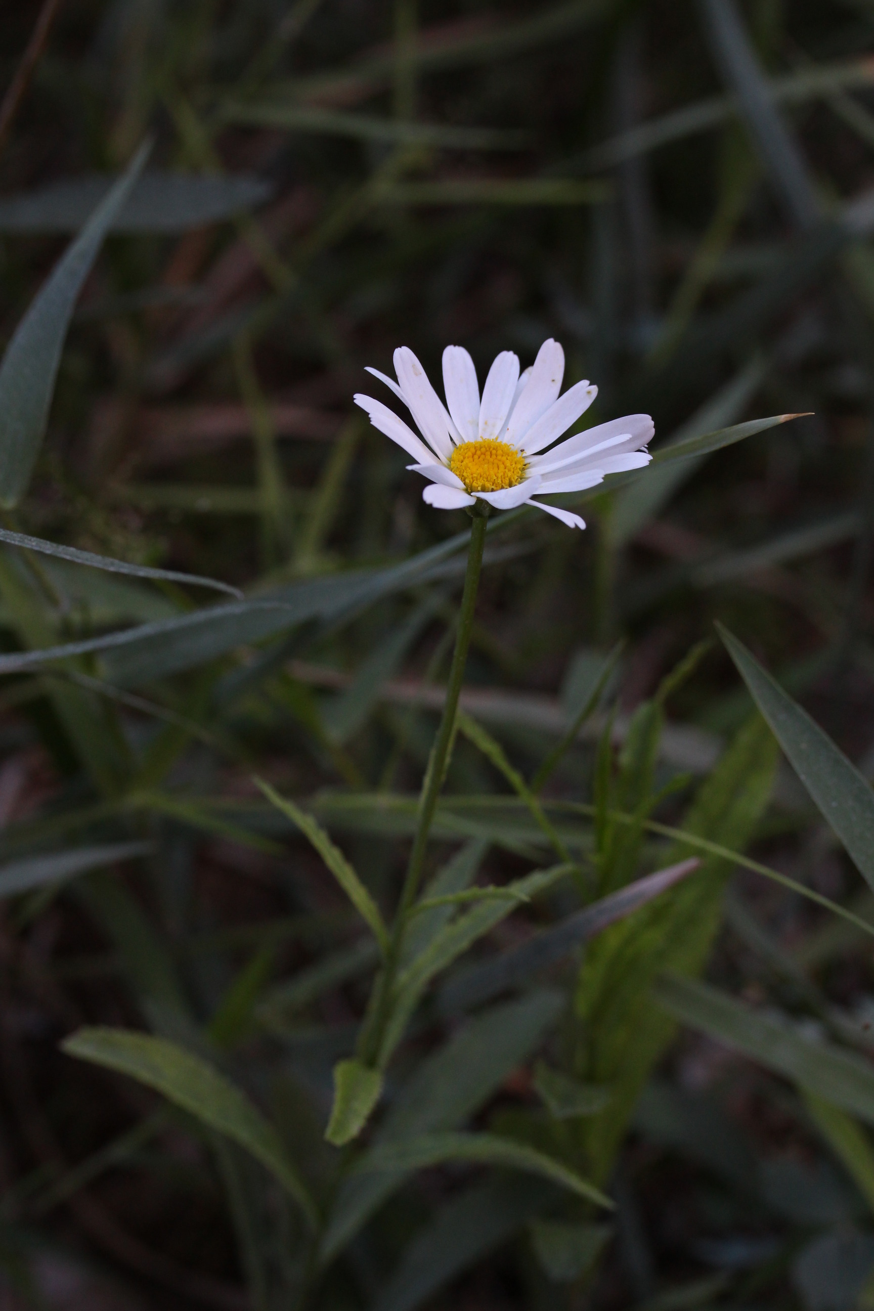Chrysanthemum leucanthemum, Ox-eye daisy