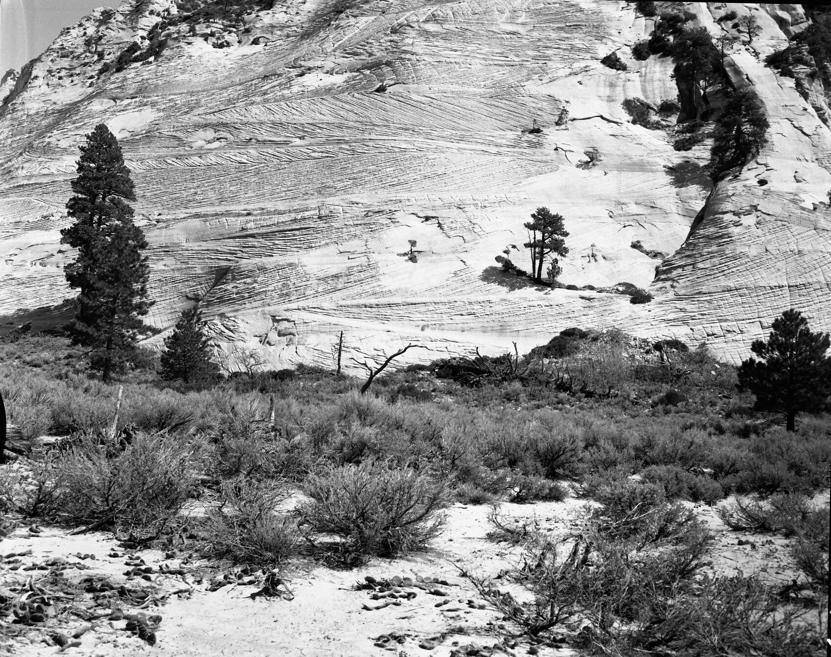 Navajo sandstone showing cross-bedding.