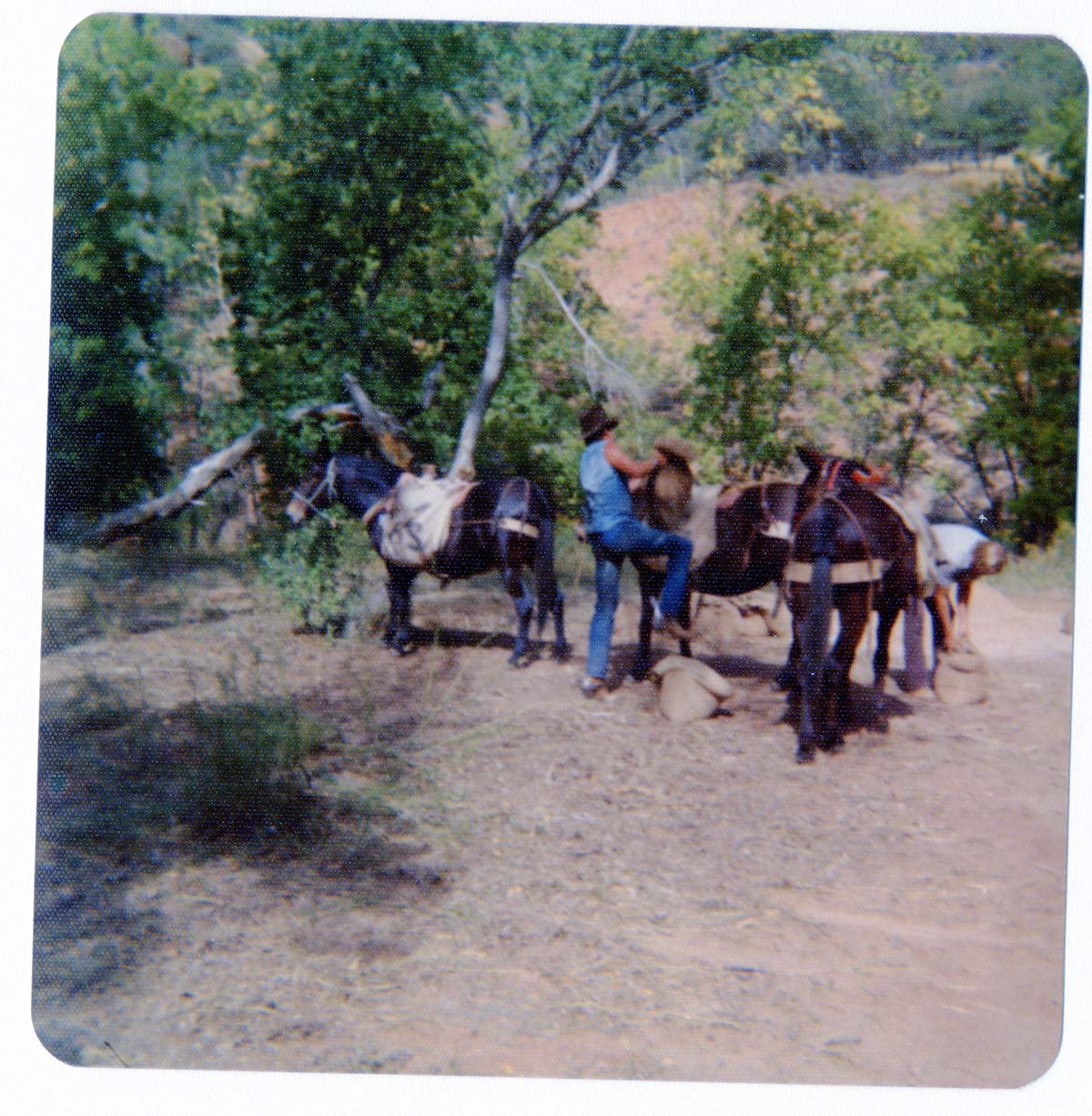 Horse pack-train heading for the East Rim for trail maintenance work.
