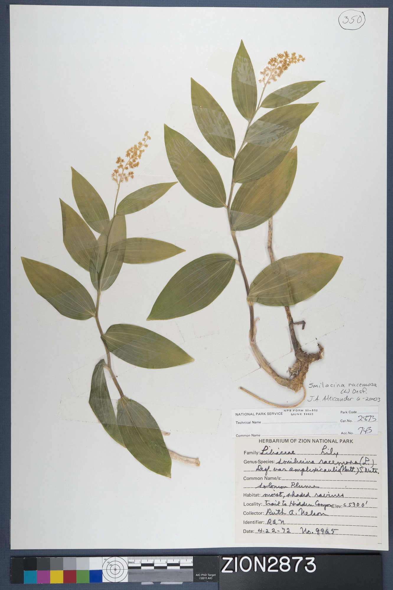 Herbarium Specimen Sheet 2873