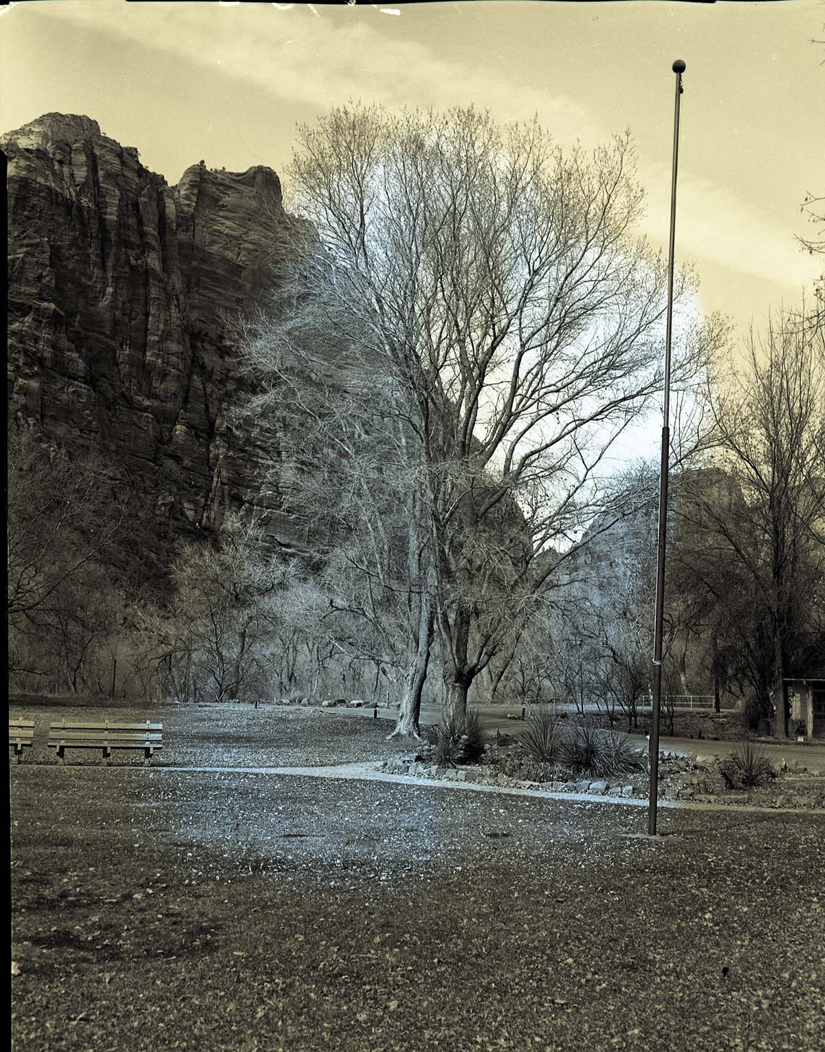 Cottonwood trees at Zion Lodge before pruning.