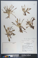 Herbarium Specimen Sheet 3154