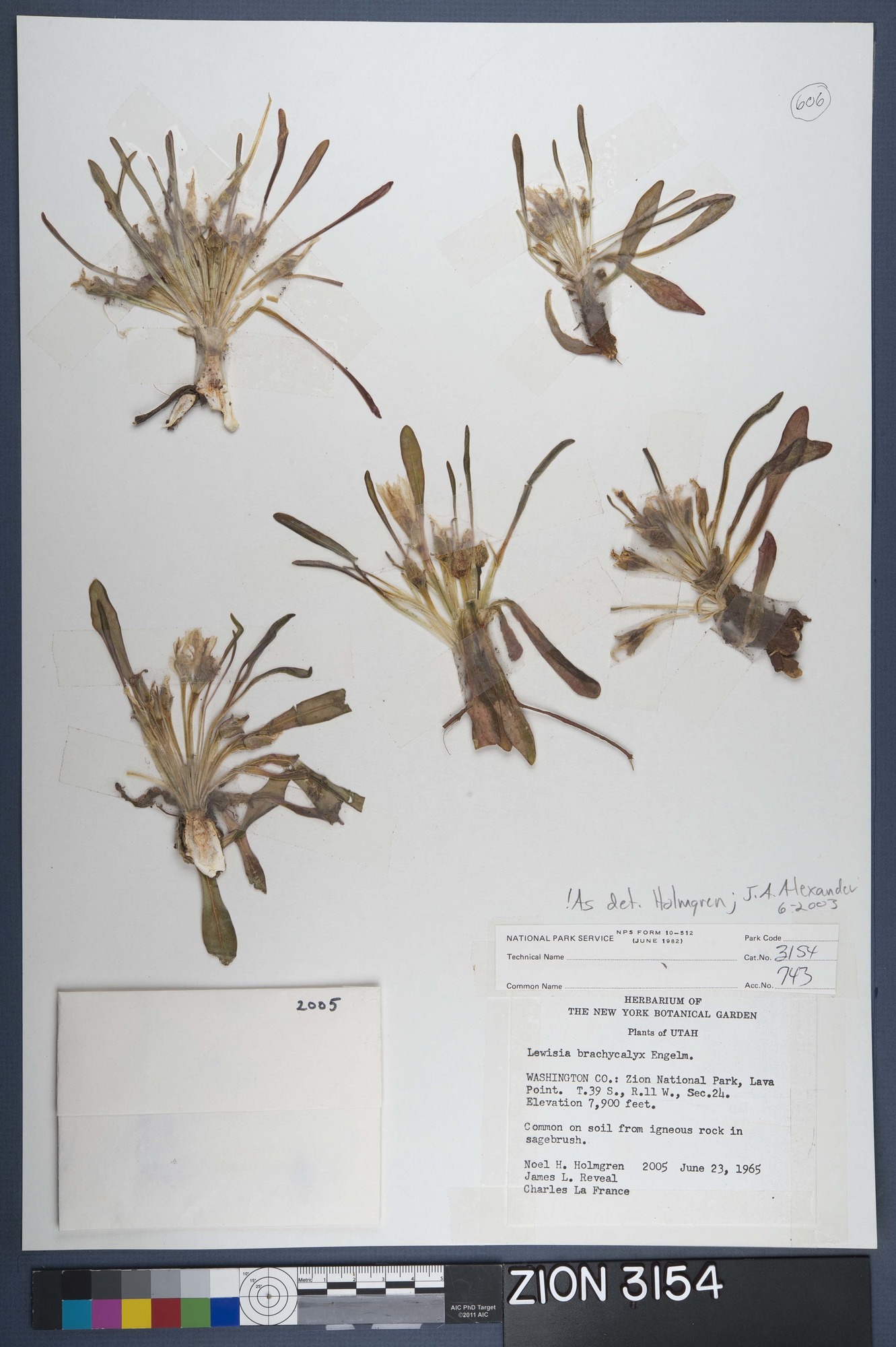 Herbarium Specimen Sheet 3154