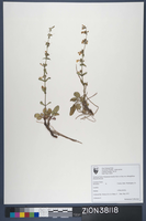 Herbarium Specimen Sheet 38118