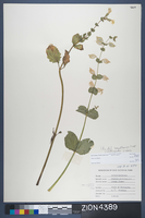 Herbarium Specimen Sheet 4389