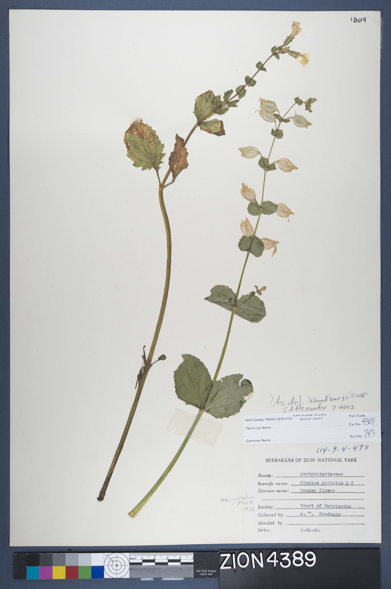 Herbarium Specimen Sheet 4389