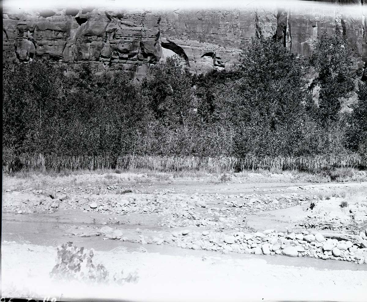 Browse line showing overstocking of deer.