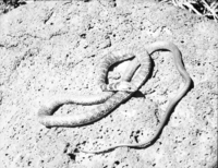 A desert whipsnake on a rock.