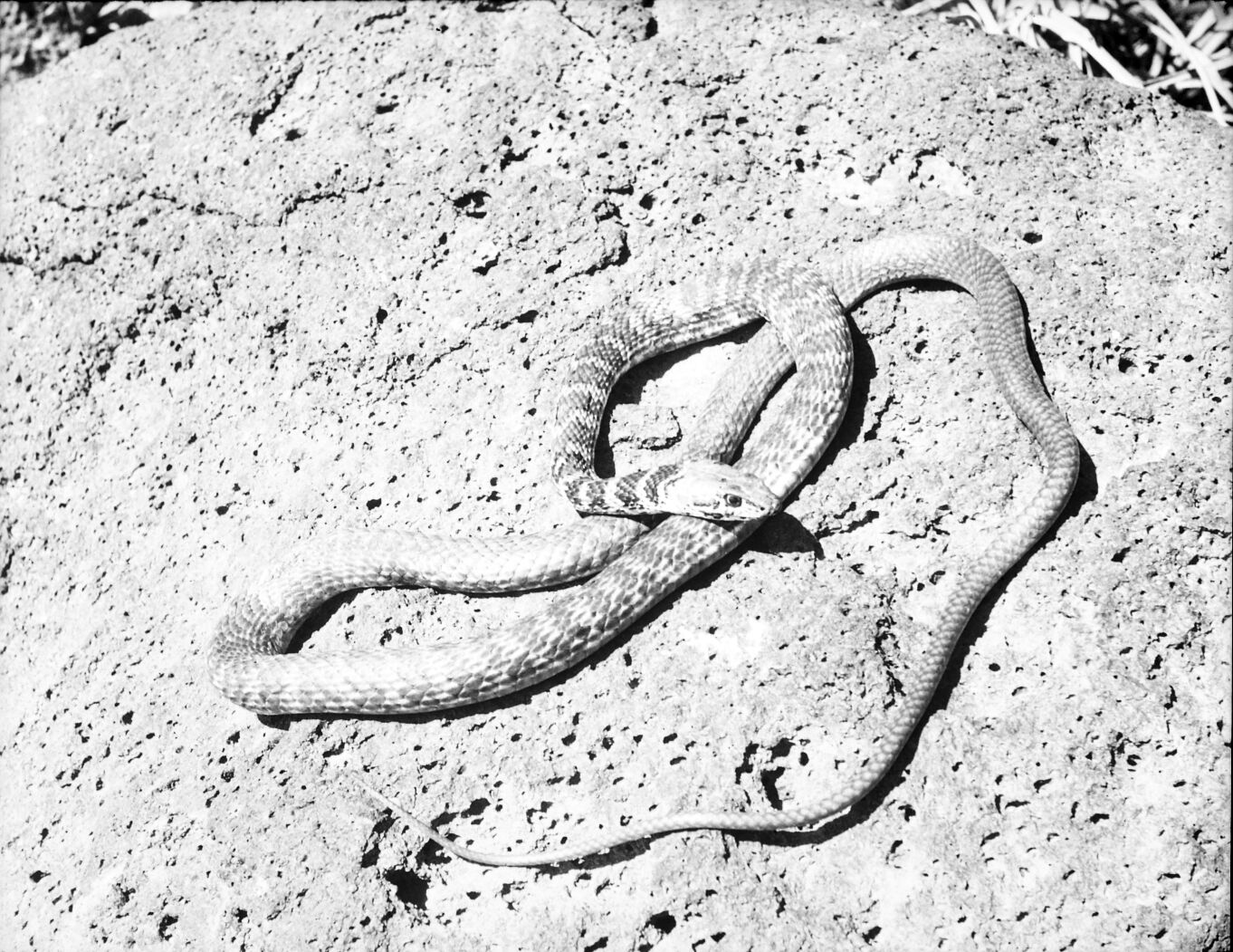 A desert whipsnake on a rock.