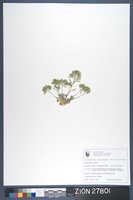 Herbarium Specimen Sheet 27801