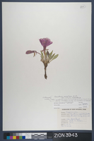 Herbarium Specimen Sheet 3943
