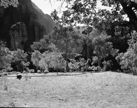 Temple of Sinawava area.