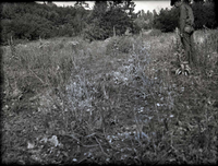 Potato Hollow, federal land. (Similar land on Langston 40 acres.).