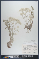 Herbarium Specimen Sheet 4804