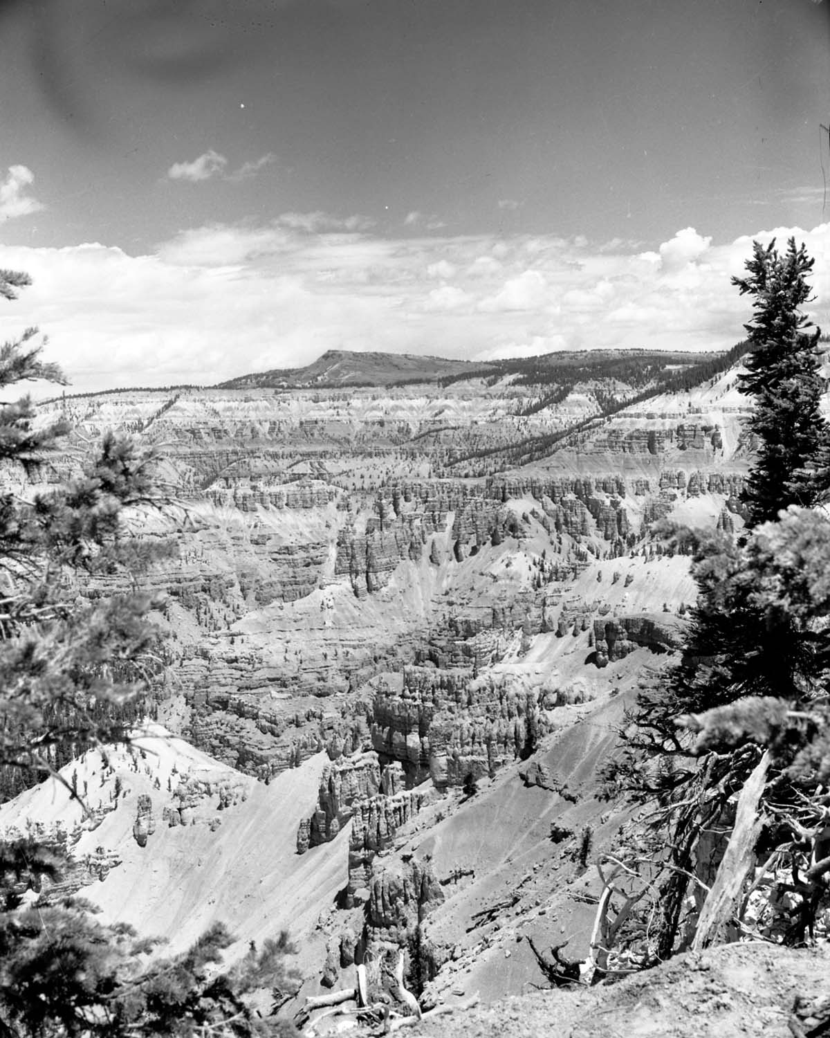 The amphitheater from the rim at Cedar Breaks National Monument. Bristlecone pine branches at edge of frame.