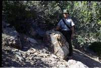 Color Photos of petrified wood. Man standing next to boulder of petrified wood.