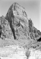 The Great White Throne, with planting along Virgin River riverbed in foreground (revegetation project).