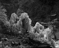Frozen mist on trees below Weeping Rock.