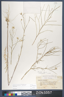Herbarium Specimen Sheet 3357