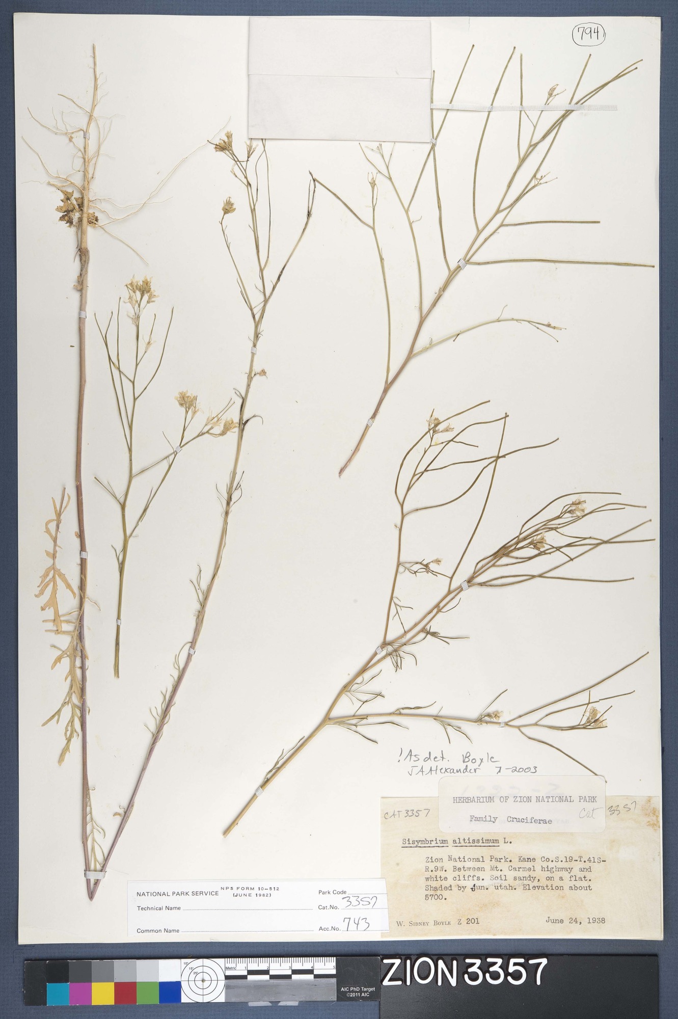 Herbarium Specimen Sheet 3357