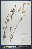 Herbarium Specimen Sheet 5005