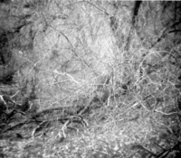 Trees and branches being cleared during the cleaning and setting up of the lodge spray field.