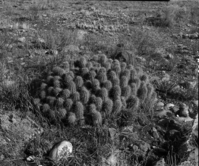 A cucumber cactus. Exhibit 30-P-2.