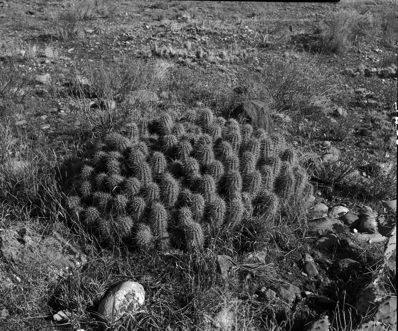 A cucumber cactus. Exhibit 30-P-2.
