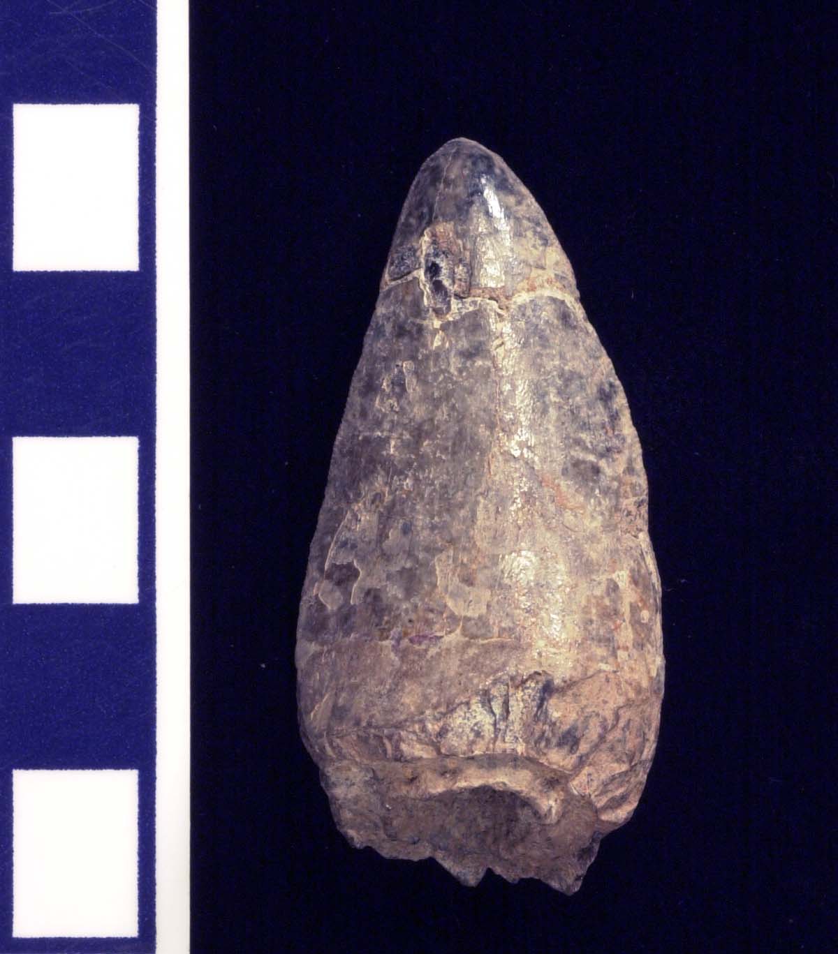 Phytosaur big tooth detail reverse